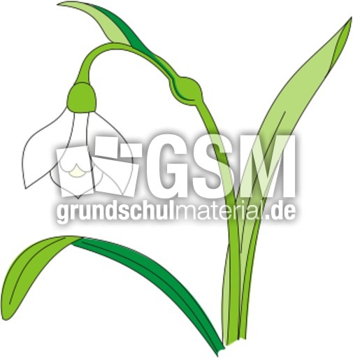 Schneegloeckchen.tif